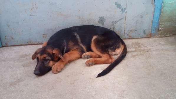 Щенок немецкой овчарки девочка с родословной в Симферополе фото 16