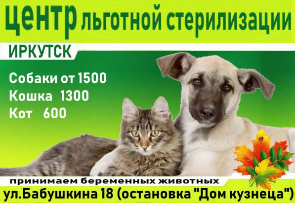 Льготная стерилизация животных в Иркутске фото 5