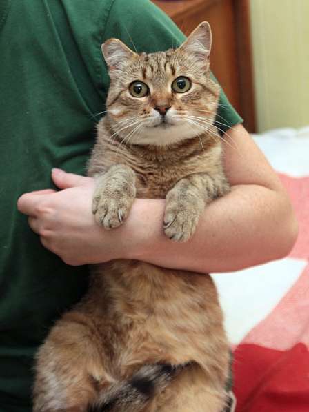 Ласковый мурлыка в Санкт-Петербурге фото 27