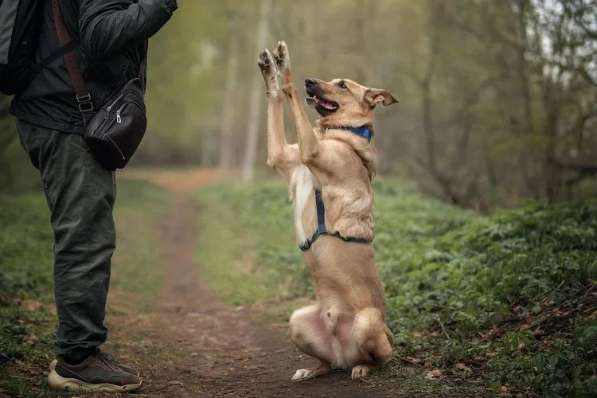 Лавр ищет дом в Москве фото 49