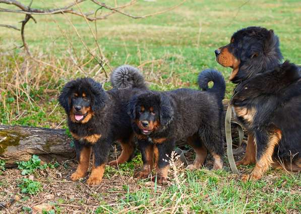 Щенки тибетского мастифа в Иркутске фото 13