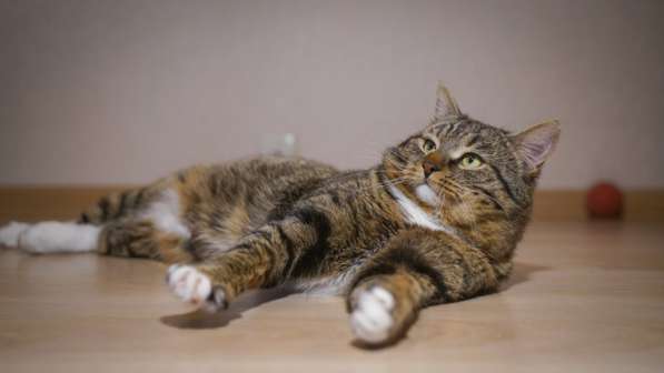 Вальяжный Боб в Москве фото 33