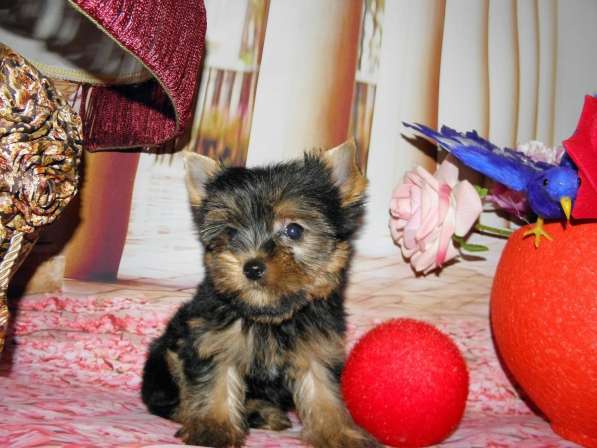 Мальчики йоркширского терьера в Москве фото 11