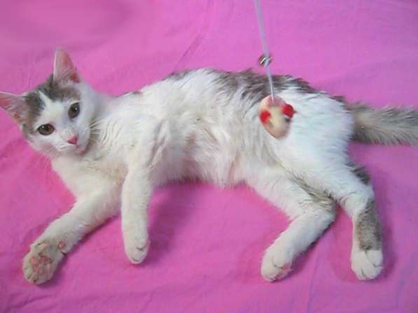 Анатолийская кошка, белая с серыми тигровыми полосами в фото 4