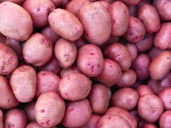 Семенной картофель высоких репродукций