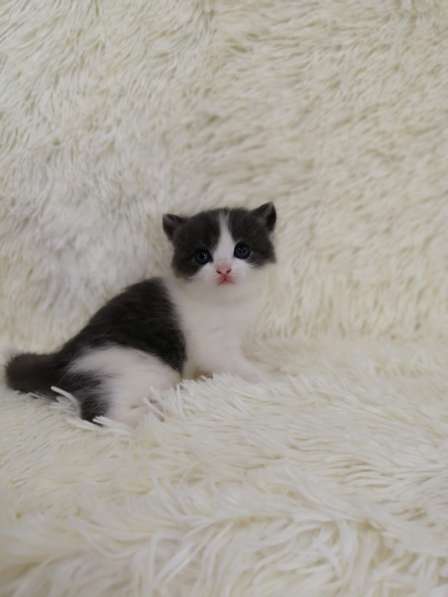 Без кота и жизнь не та! в Липецке фото 17