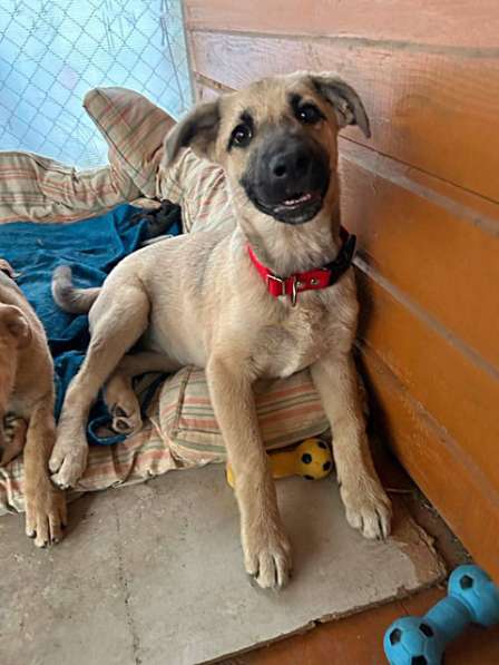 Две девчушки-красотушки и храбрый братик в Москве фото 6