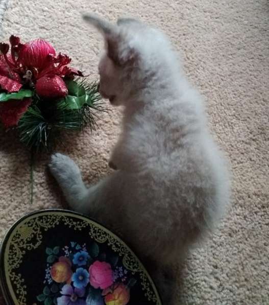 Элитный кудрявый котенок Герман-Рекс мальчик в Санкт-Петербурге фото 27