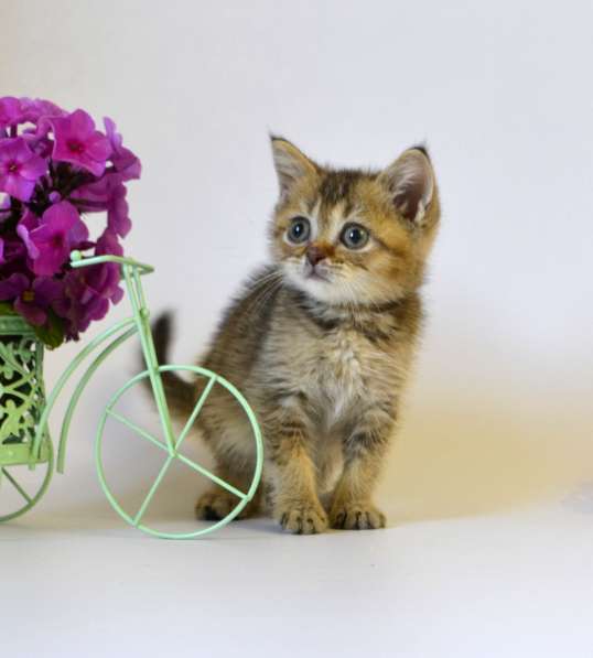 Шотландские котята, цена снижена в Москве фото 18