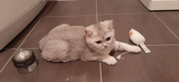 Милые шотландские/британский котята в фото 4
