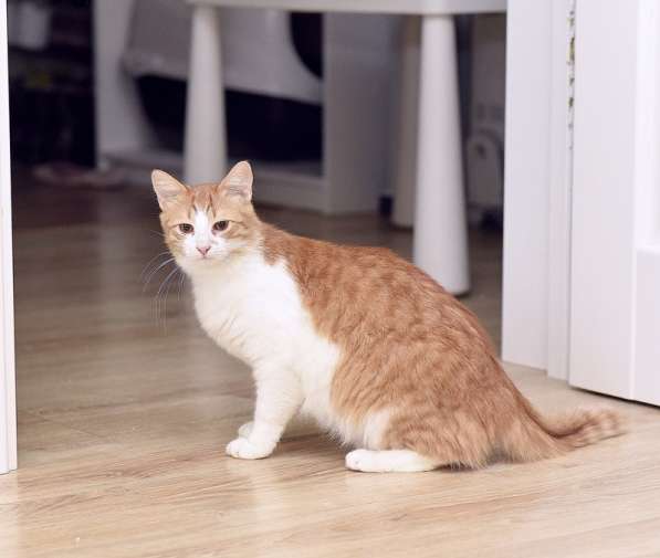 Шилопопый рыжий кот Шустрик ищет дом в Москве фото 4