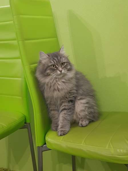 Котята от сибирских кошек в Перми фото 3