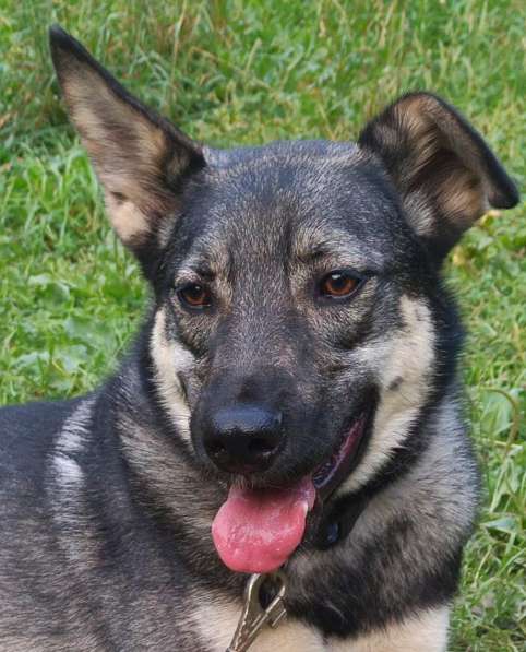 Джой- семейная собака! в Москве фото 5