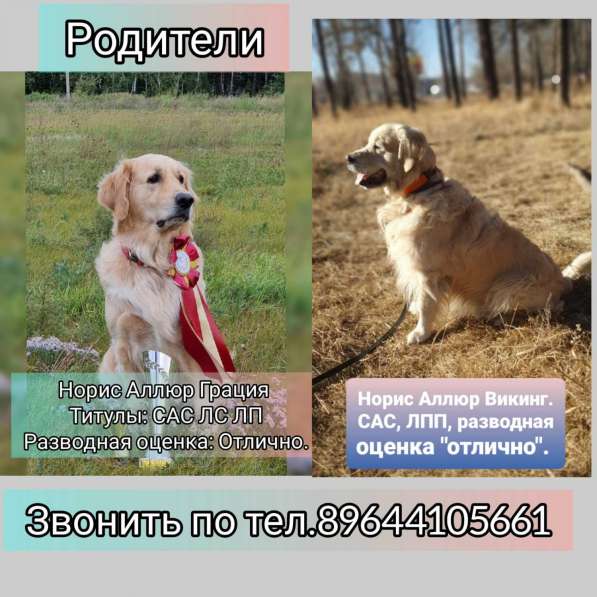 Щенки Золотистого ретривера в Улан-Удэ