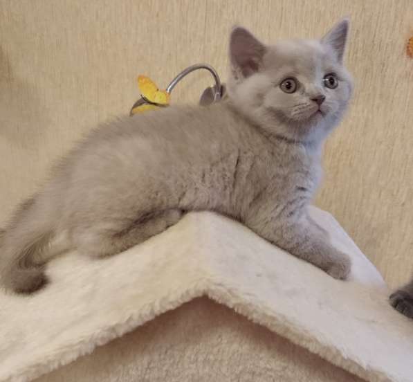 Продажа шотландцев в фото 13