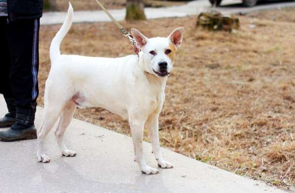 Собаке очень нужен дом в Нижнем Новгороде фото 24