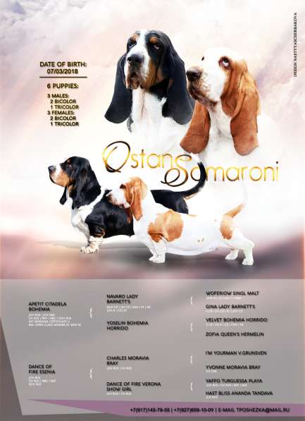 Щенки бассет хаунда в Краснодаре фото 7