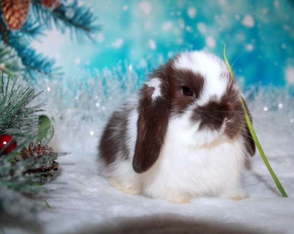 Продажа вислоухих мини-крольчат на новый год в Москве фото 14
