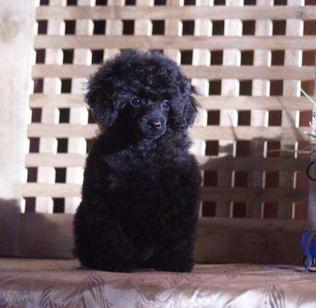 Щенки той и карликового пуделя в Москве фото 3