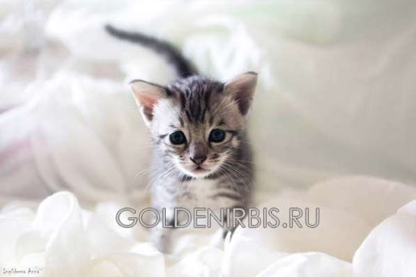 Котята Саванна в Москве фото 4