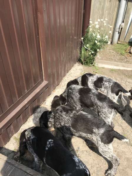 Продам щенков дратхаара в Ачинске фото 7