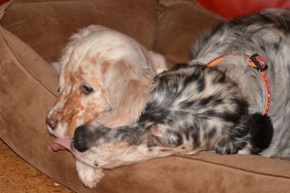 Английский сеттер щенки из элитного питомника в Москве фото 146