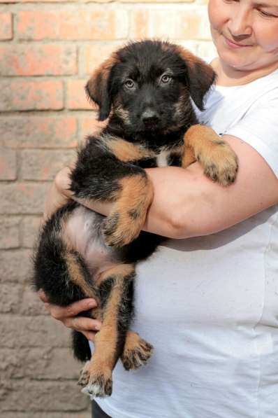 Собака в хорошие руки щенок в Санкт-Петербурге фото 6