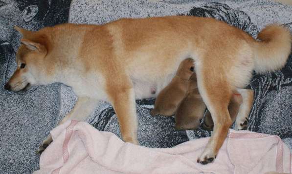 Очень красивые щенки Сиба-ину(Шиба) в Москве