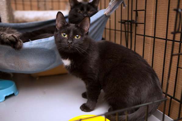 Элегантная Верона ищет надежного друга