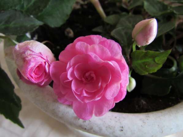 Бальзамин махровый розовый, ампельная форма, отростки