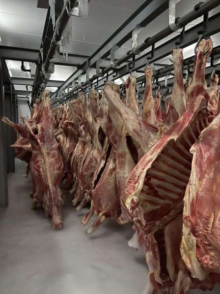 Продать субпродукты говяжьи замороженные и мясо говядины в фото 3