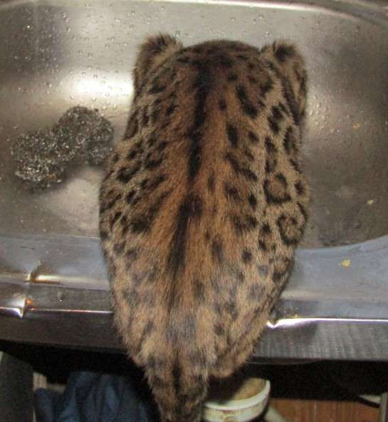 Ганс - квартирный леопард в фото 6