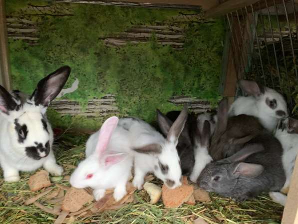 Кролики в Комсомольске-на-Амуре фото 4
