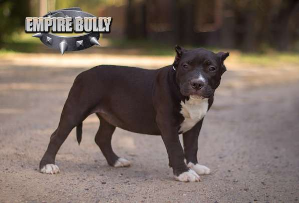 Американский булли. Щенки в фото 21