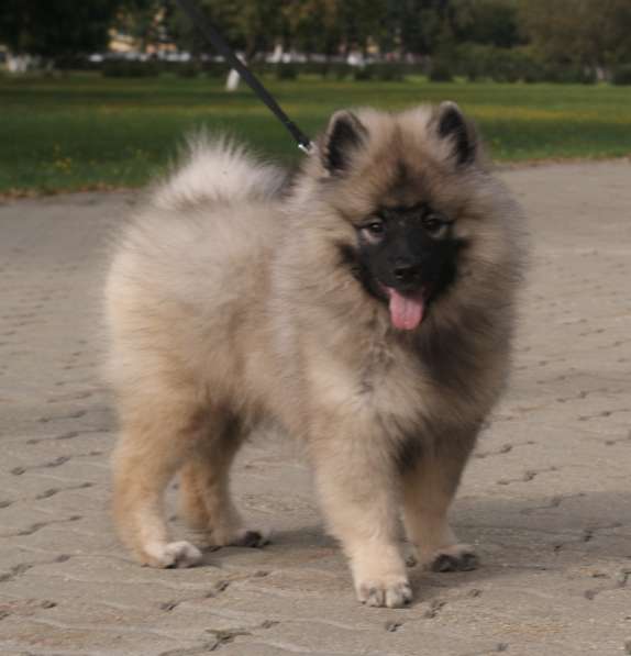 Великолепный щенок кеесхонда от Чемпионов в Екатеринбурге фото 5