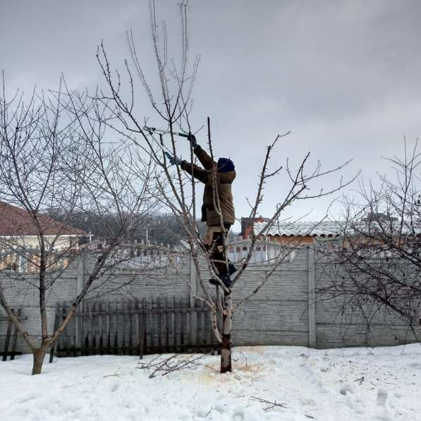 Обрезка и спил деревьев в Санкт-Петербурге фото 3