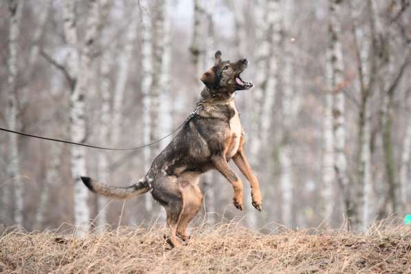 Надёжный Друг Курт ищет семью в Москве фото 54