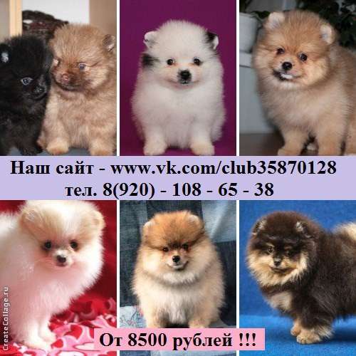 Щеночки Шпица самые красивые в Кинешме