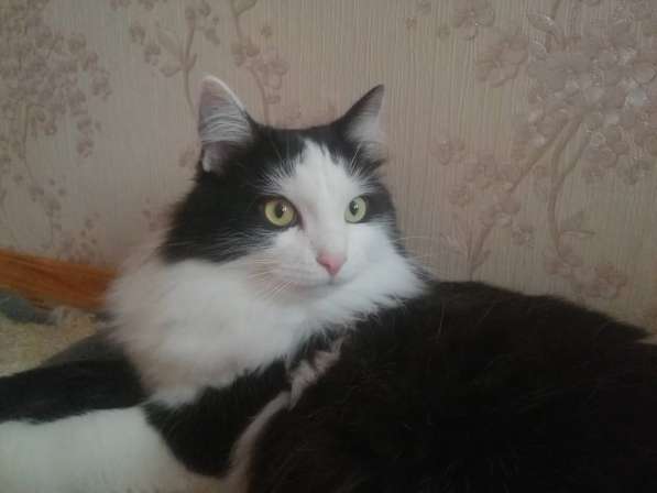 Шикарный котик Май – ласковый красавец! Ищет дом! в Москве фото 5