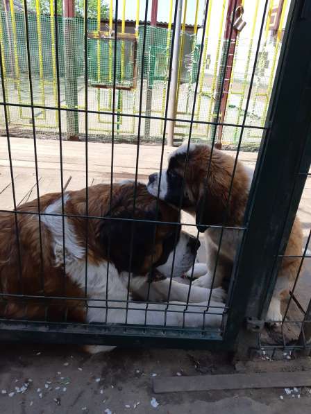 Щенки сенбернара в фото 69