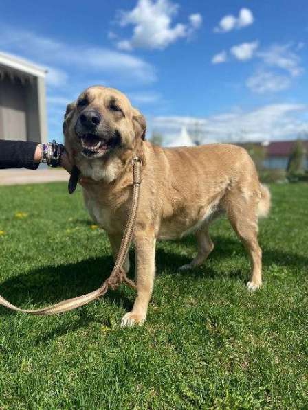 Великолепная собака Эра в добрые руки в Москве фото 7