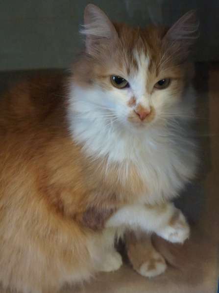 Солнечная кошка Милочка в Москве фото 20