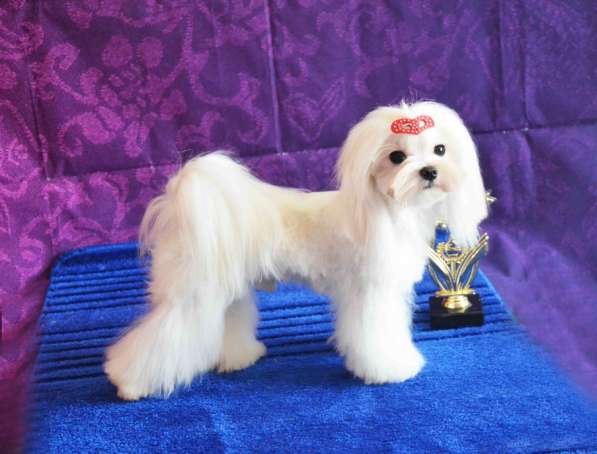 Мальтезе лучший друг в Москве фото 4