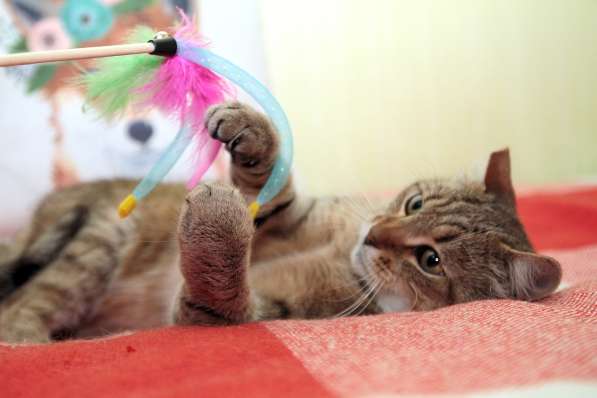 Ласковый мурлыка в Санкт-Петербурге фото 24