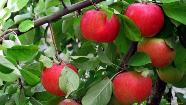 Районированные саженцы яблонь и красной смородины в Вязьме фото 3