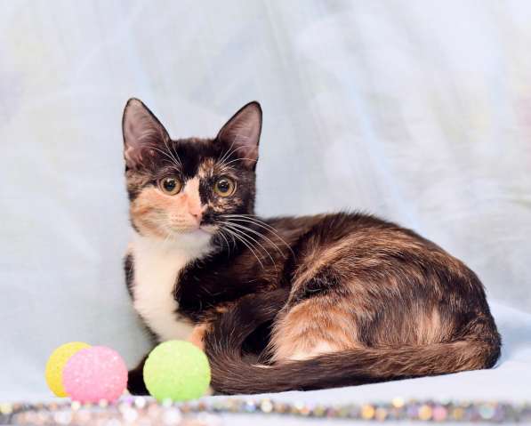 Котенок в добрые руки. Ксюша, девчушка-очаровашка в Москве фото 8