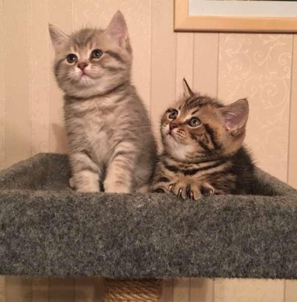 Британские котята в Санкт-Петербурге фото 4