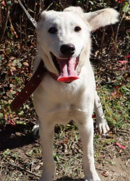 Собака в добрые руки в Саратове фото 22
