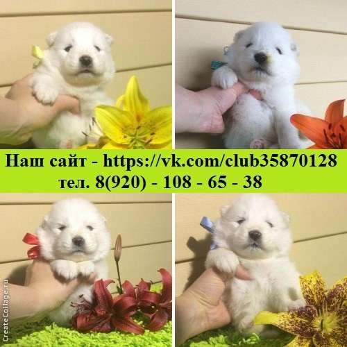 Самоедская лайка. самые очаровательные щеночки в Кандалакше