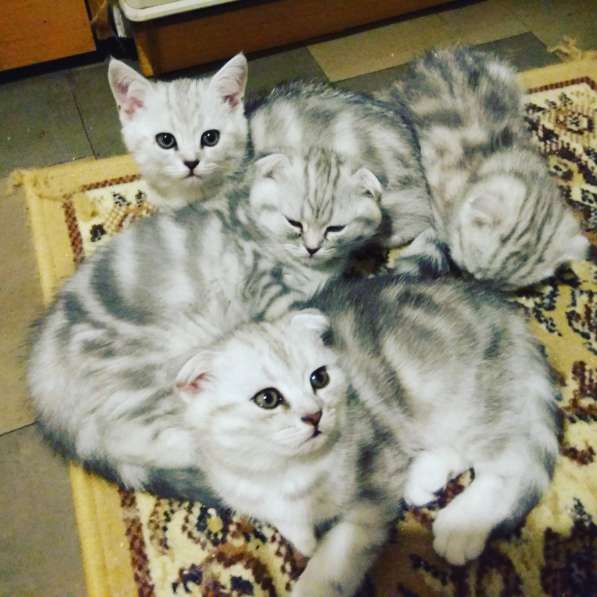 Шотландские котята в Санкт-Петербурге фото 3